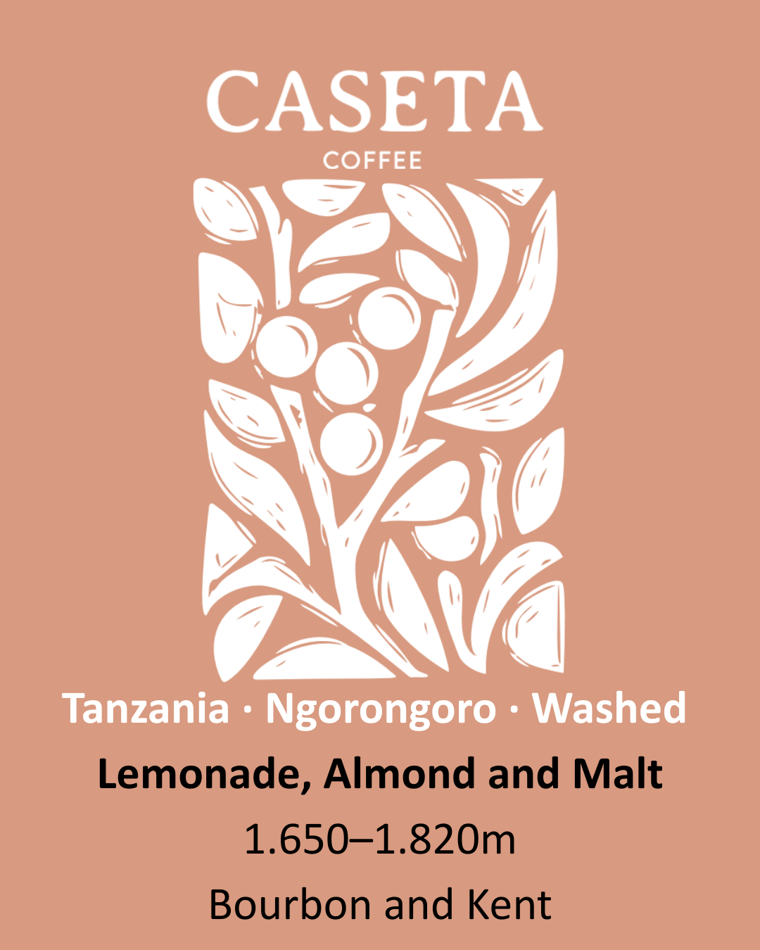 Café Tanzânia Lavado Pré-Fermentado - Ngorongoro Crater