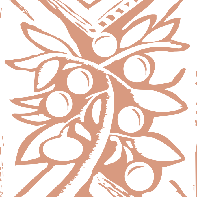 Café Etiópia Lavado - Aleta Wendo