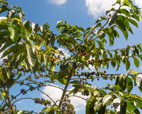 Café Quénia Lavado · Kirinyaga · Muburi Factory