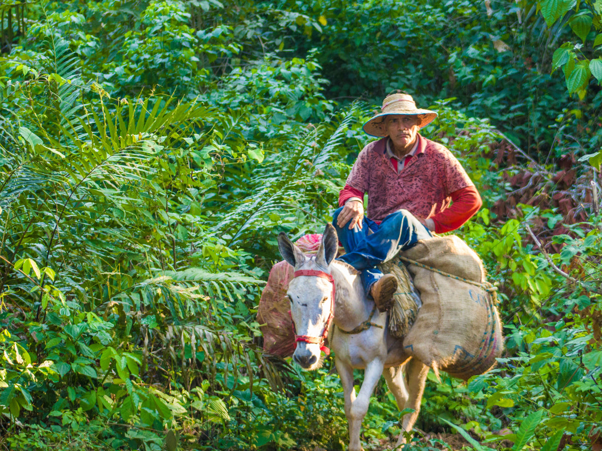 Washed Pre-Fermented Guatemala Coffee · Huehuetenango