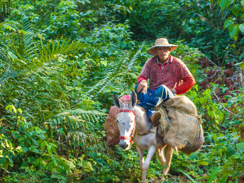 Washed Pre-Fermented Guatemala Coffee · Huehuetenango